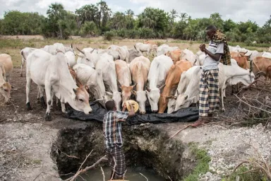 Cows